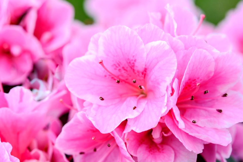 Pink Petaled Flowers
