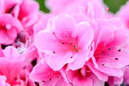 Pink Petaled Flowers photo