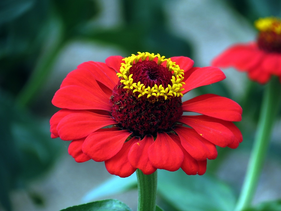 Flowers nature autumn