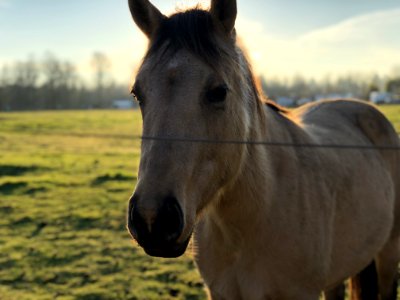 Adult Tan Horse photo