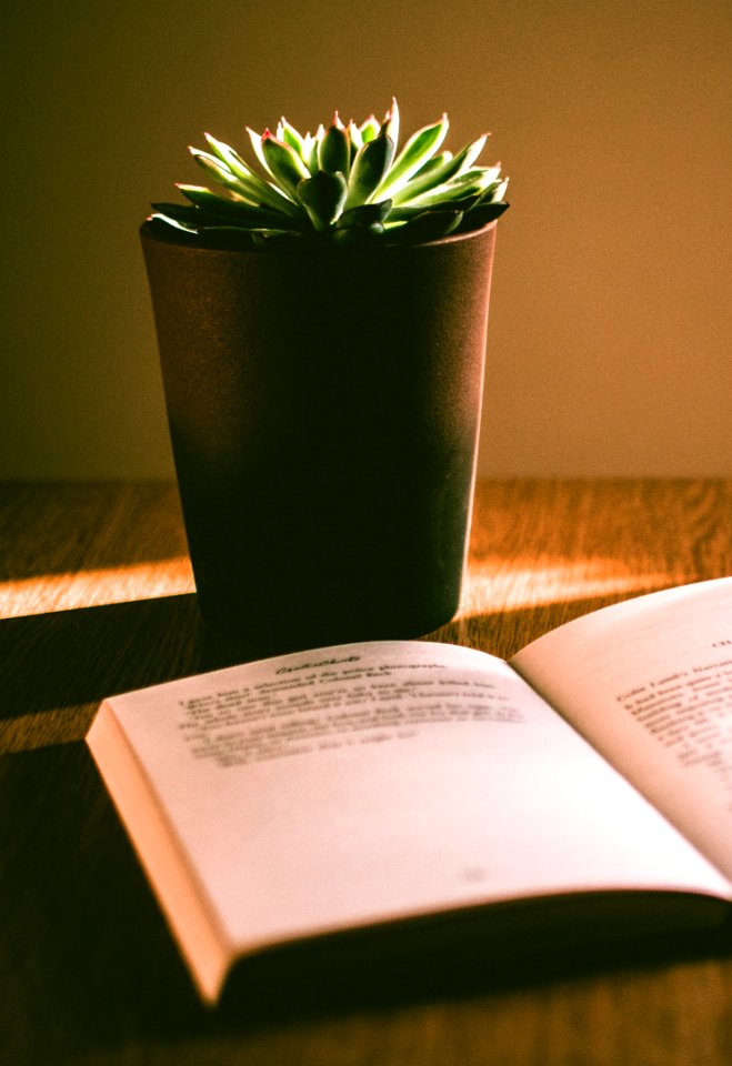 Green Succulent Plant With Brown Pot photo