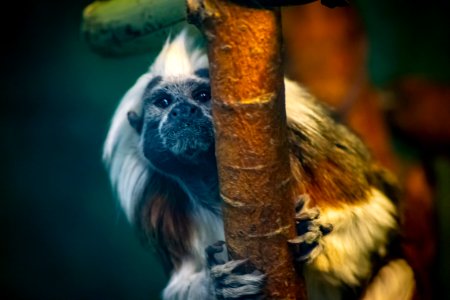 Close-up Photo Of Brown White And Black Monkey photo