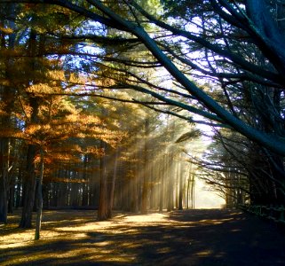 Photo Of Crepuscular Rays Through Trees photo