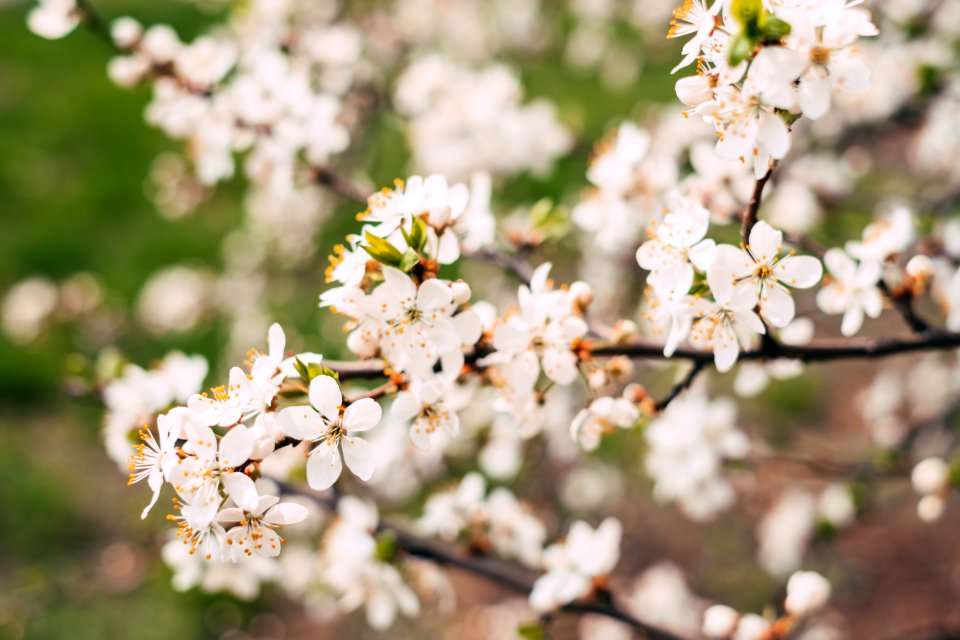 White Cherry Blossoms In Bloom