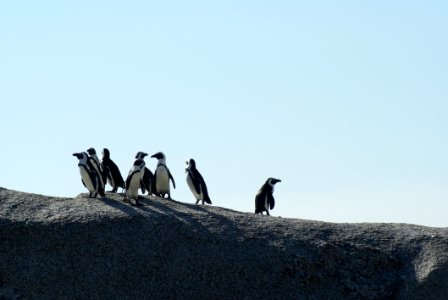 Flock Of Penguins photo