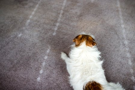 Medium-coated Tan And White Dog Prone Lying On Gray Floor photo