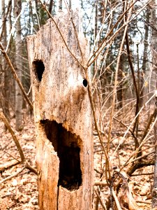 Close Up Photo Of Brown Wooden Tree