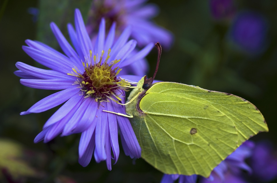 Yellow green asters
