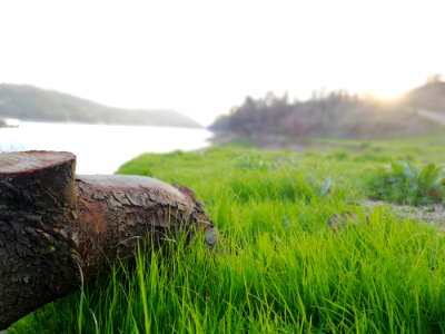 Selective Focus Photography Of Brown Tree Trunk Near Green Grass Field photo