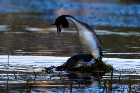 Bird Fauna Water Wildlife photo