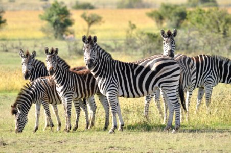 Wildlife Terrestrial Animal Zebra Grassland photo