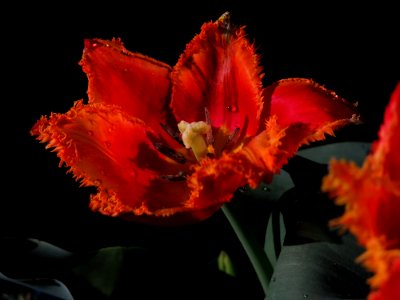 Flower Flowering Plant Plant Tulip photo