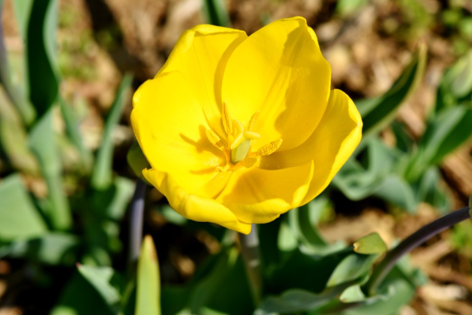 Flower Plant Flowering Plant Yellow