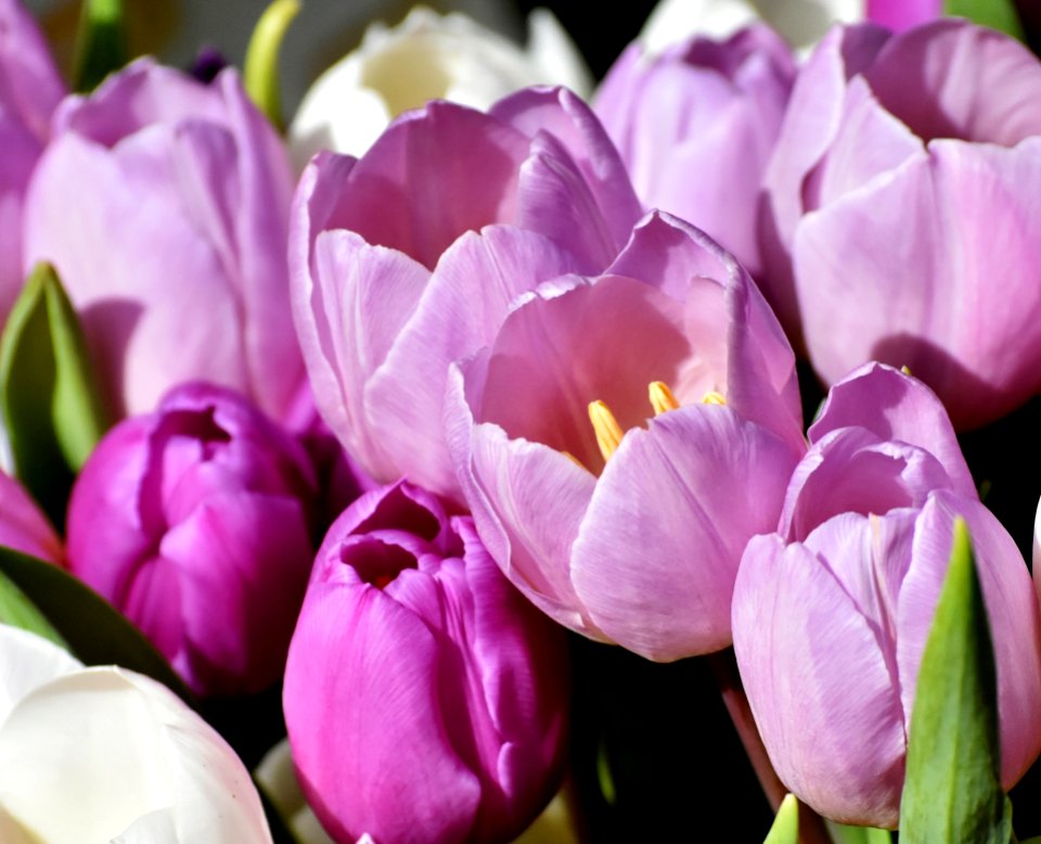 Flower Flowering Plant Pink Purple