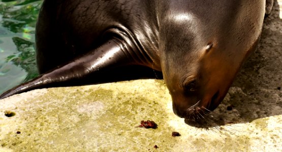 Fauna Seals Mammal Wildlife