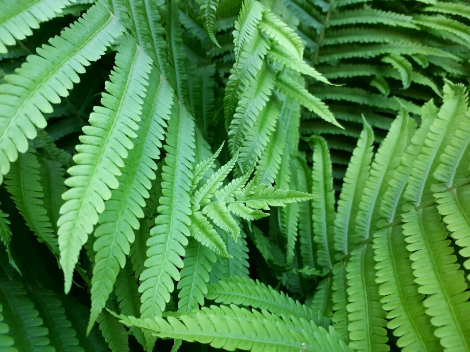 Ostrich Fern Plant Vegetation Ferns And Horsetails photo