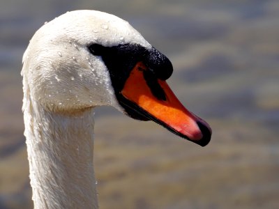 Beak Bird Swan Water Bird photo