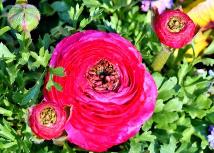 Flower Plant Flowering Plant Annual Plant