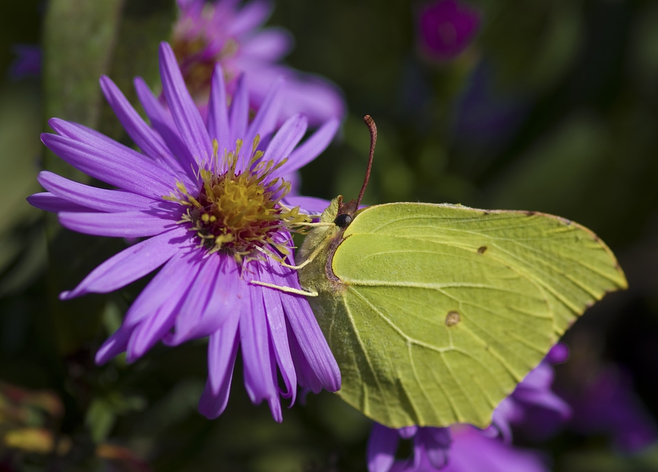 Yellow green asters