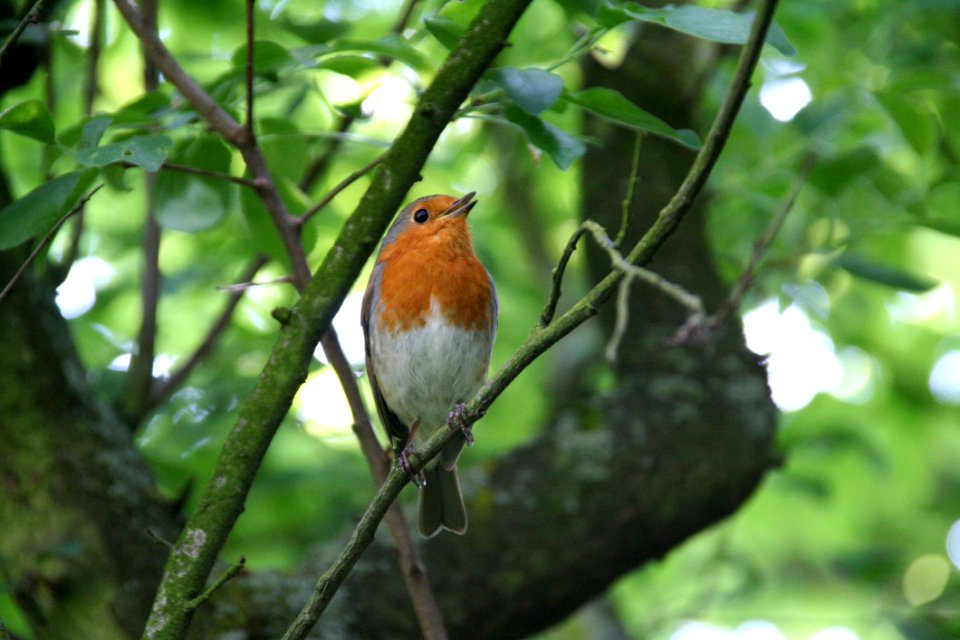 Bird European Robin Fauna Beak