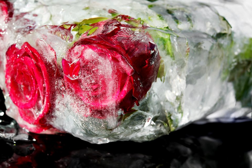 Red Pink Flower Garden Roses