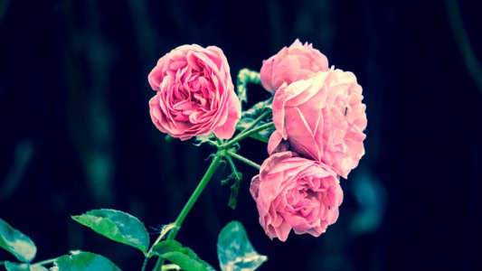 Flower Rose Pink Rose Family