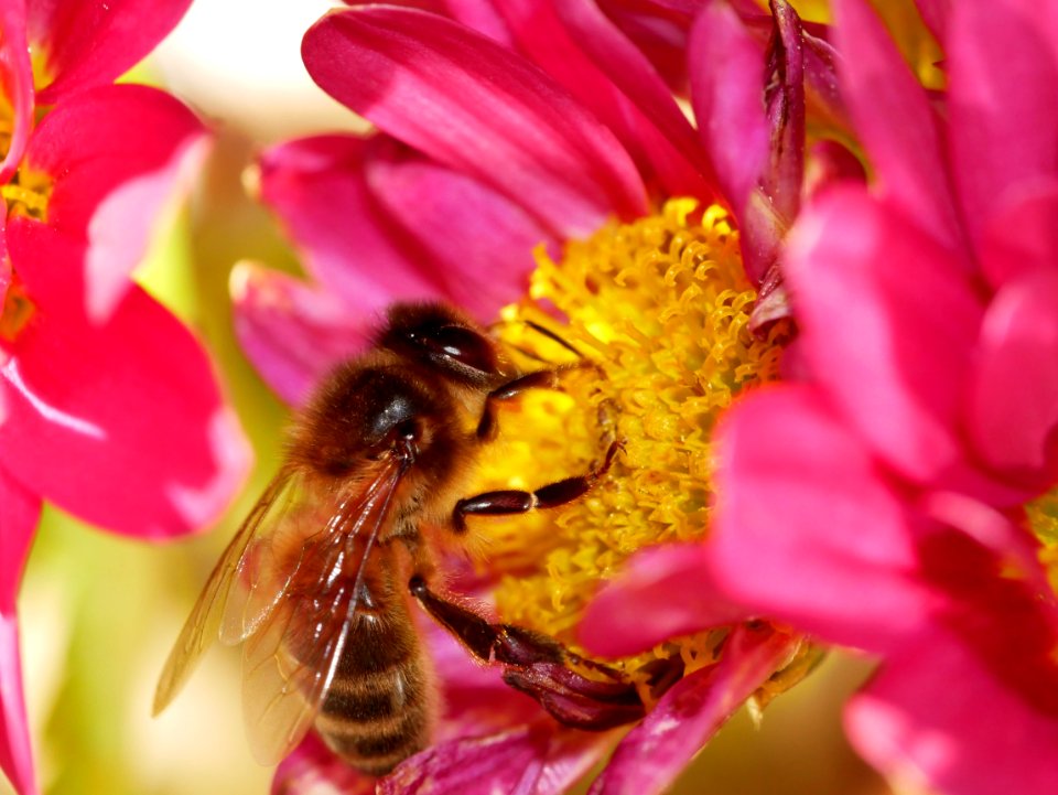 Honey Bee Bee Insect Nectar