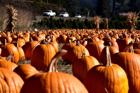 Pumpkin Winter Squash Calabaza Cucurbita photo