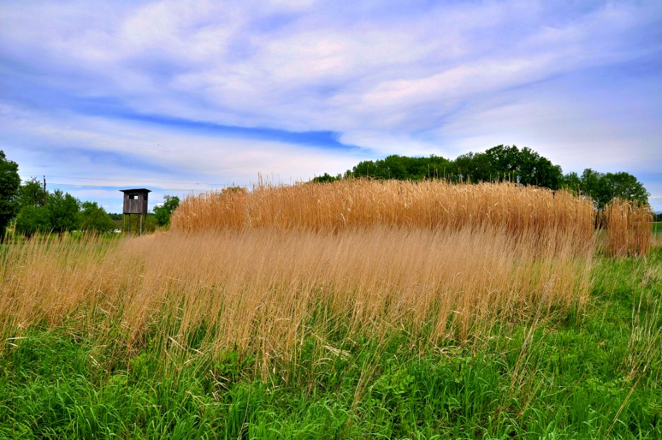 Grassland Sky Vegetation Field
