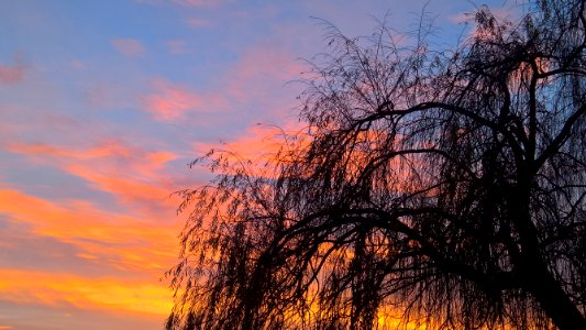 Sky Tree Branch Dawn photo