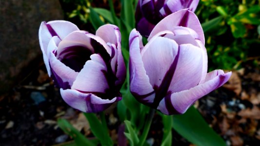Flower Plant Flowering Plant Purple