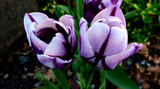 Flower Plant Flowering Plant Purple photo