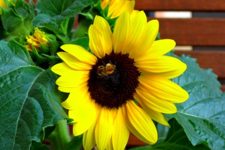 Flower Sunflower Yellow Bee photo