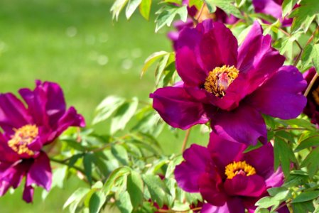 Flower Peony Plant Flowering Plant