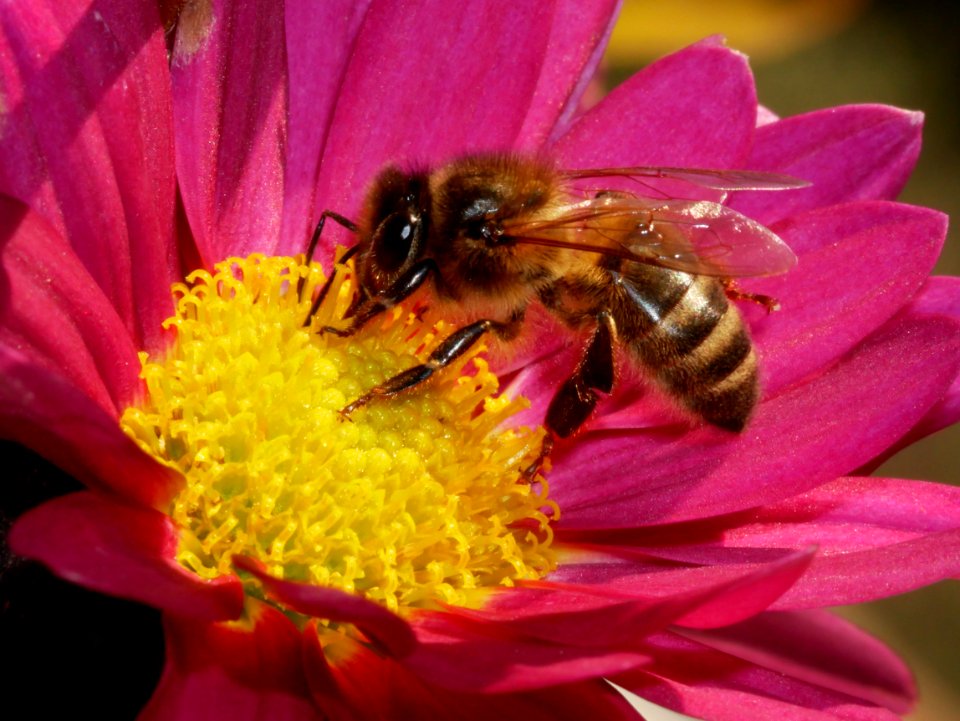 Honey Bee Bee Nectar Insect photo