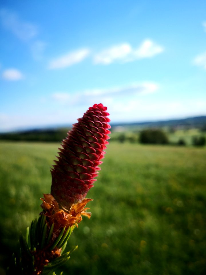 Sky Vegetation Ecosystem Flower