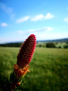 Sky Vegetation Ecosystem Flower