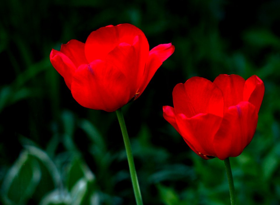 Flower Red Wildflower Plant