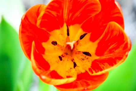 Flower Orange Plant Close Up