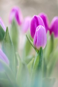 Flower Purple Tulip Plant photo