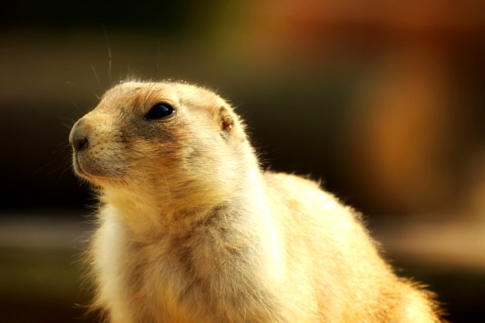 Mammal Prairie Dog Fauna Whiskers