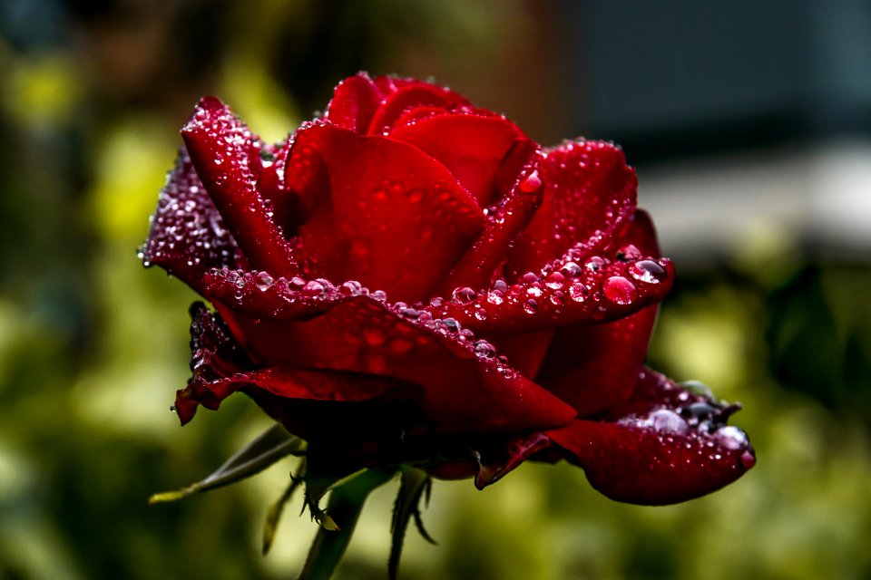 Rose Family Rose Garden Roses Floribunda