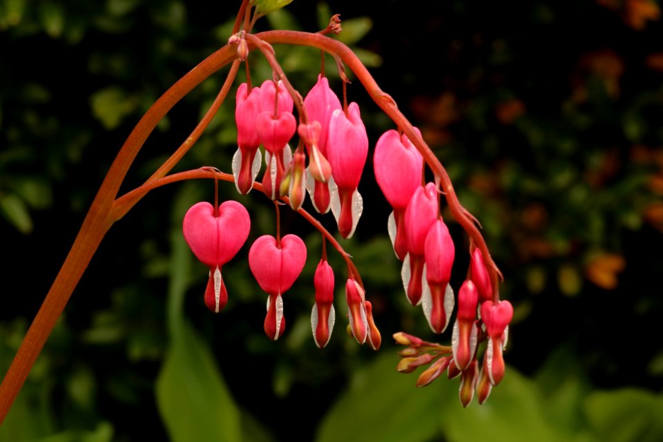 Plant Flora Flower Spring