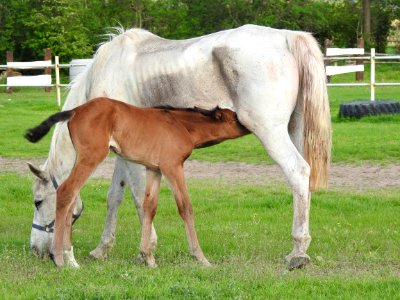 Horse Mare Pasture Foal photo