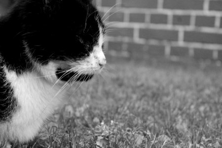 Cat White Black Black And White photo