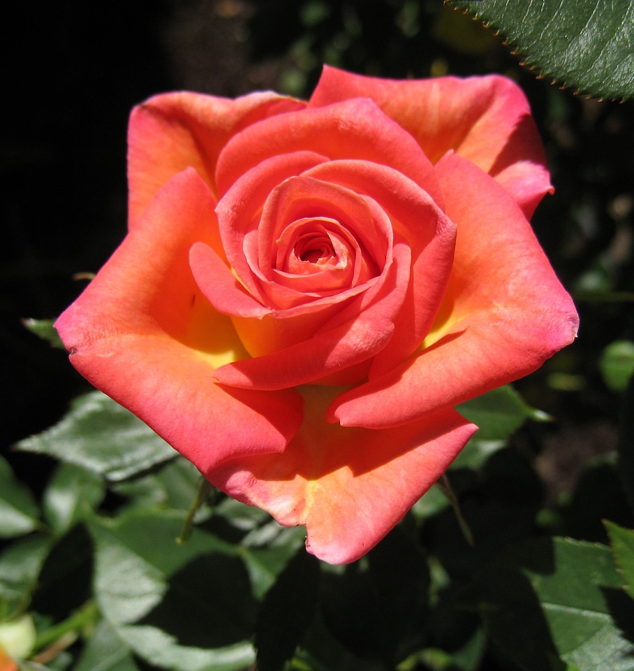Beauty red love