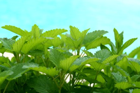 Vegetation Plant Leaf Herb