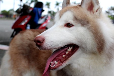 Siberian Husky Sakhalin Husky Dog Dog Breed