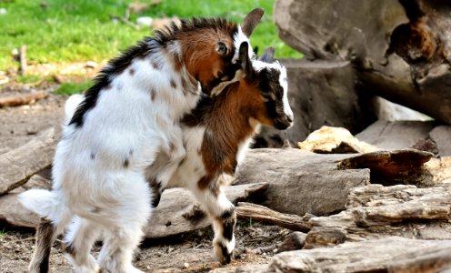 Goats Goat Wildlife Livestock photo
