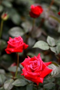 Rose Flower Rose Family Garden Roses